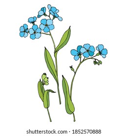 Drawing of flowers and leaves of forget-me-nots.Bright forget-me-not flowers on a white background. For printing and design of postcards. For decoration. Set of flowers. Vector file.