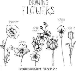 drawing flowers.
poppy cosmos cherry blossom lotus calla lily and tulip clip-art