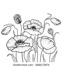 Drawing flowers. poppy flower clip art or illustration.Vector leaves background with space for text, for greeting card, t-shirt, cover design templates, banner, poster, typographic design, wallpaper, 