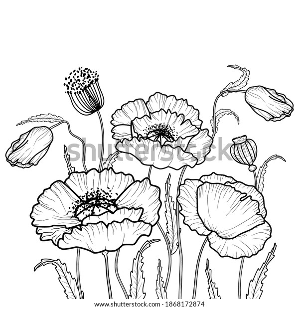 Drawing Flowers Poppy Flower Clip Art Stock Vector (Royalty Free ...