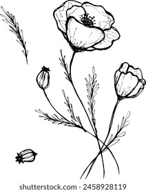 drawing flowers. poppy flower clip-art or illustration