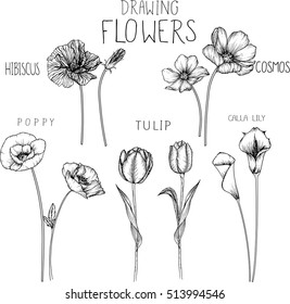 drawing flowers. poppy,tulip,cosmos,calla lily and hibiscus flower.