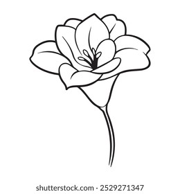 Um desenho de flores que dizem lírio sobre um fundo branco
