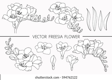 Drawing flowers. Vector collection set of freesia flower by hand drawing on white backgrounds.