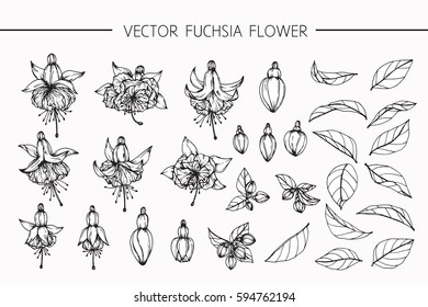 Drawing flowers. Vector collection set of fuchsia flower by hand drawing on white backgrounds.