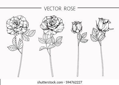 Drawing flowers. Vector collection set of roses flower by hand drawing on white backgrounds.