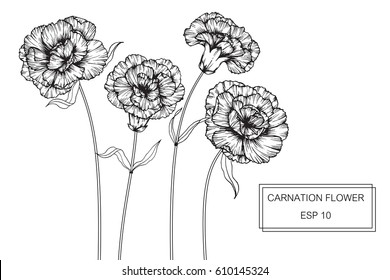 Drawing flowers. Vector collection set of carnation flower by hand drawing on white backgrounds.