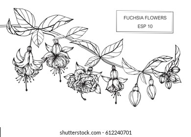 Drawing flowers. Vector collection set of fuchsia flower by hand drawing on white backgrounds.