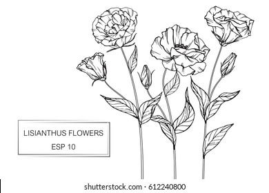 Drawing flowers. Vector collection set of lisianthus flower by hand drawing on white backgrounds.