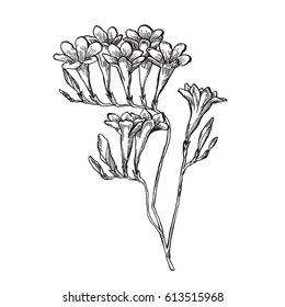 Drawing flowers. Vector collection set of freesia flower by hand drawing on white backgrounds.