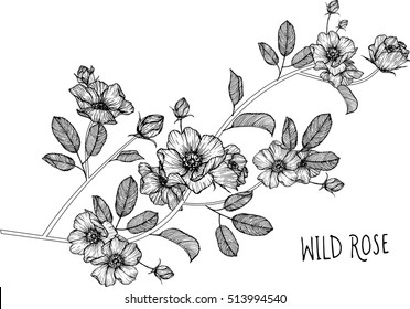 drawing flowers. Wild roses clip-art or illustration.