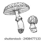 Drawing of Fly Agaric. Hand drawn vector illustrations set of forest psychedelic Mushroom in linear file. Sketch of magic fungus painted in by black and white colors. Sketch of woodland plant.