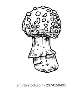 Drawing of Fly Agaric. Hand drawn vector illustration of forest psychedelic Mushroom in linear file. Engraved sketch of magic fungus painted in by black and white colors. Etching of woodland plant.