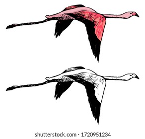 Drawing of flying flamingo. Realistic sketch of tropical bird. Hand drawn vector illustration in vintage, engraving style. Set of contour and color element isolated on white, for design, decor, print.