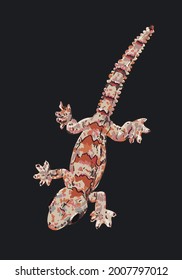Ziehgecko, art.grafik, exotischer Gecko, Vektorgrafik