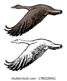 Drawing of flying greylag goose. Realistic ink sketch of wild bird. Hand drawn vector illustration in vintage style. Set of contour and color element isolated on white, for design, decor, print, card.