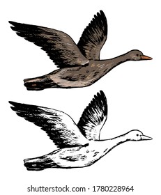 Drawing of flying greylag goose. Realistic ink sketch of wild bird. Hand drawn vector illustration in vintage style. Set of contour and color element isolated on white, for design, decor, print, card.