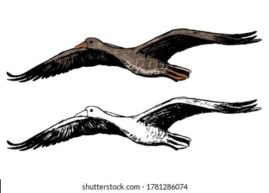 Drawing of flying greylag goose. Realistic ink sketch of wild bird. Hand drawn vector illustration in vintage style. Set of contour and color element isolated on white, for design, decor, print, card.
