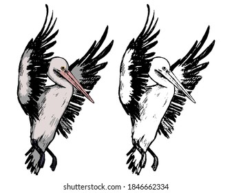 Drawing of flying pelican. Realistic sketch of tropical bird. Hand drawn vector illustration in vintage, engraving style. Set of contour and color element isolated on white for design, decor, prints.