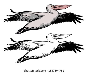 Drawing of flying pelican. Realistic sketch of tropical bird. Hand drawn vector illustration in vintage, engraving style. Set of contour and color element isolated on white for design, decor, prints.