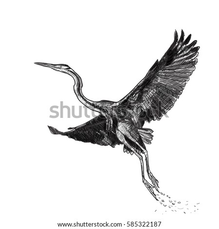 Similar – Image, Stock Photo Gray heron in flight