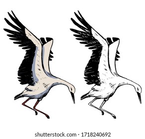 Drawing of flying stork. Realistic sketch of wild bird crane. Hand drawn vector illustration in vintage, engraving style. Set of contour and color element isolated on white, for design, decor, prints.