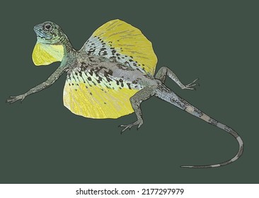 Lagartija de dibujo Flyng, exótica, rara, artística.ilustración, vector