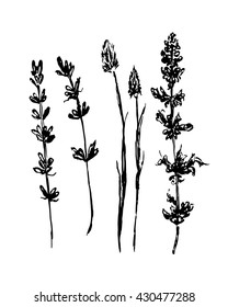 drawing forest herbs set collection isolated graphic vector illustration