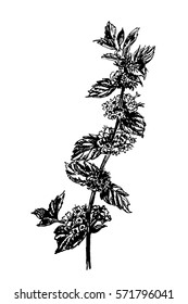 drawing forest plant blooming nettle sketch hand-drawn vector illustration