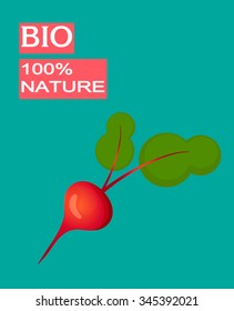 Drawing of fresh beetroot isolated on green background.Vector  vegetable illustration. 