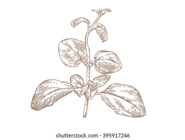 Drawing of fresh green branch of oregano on the white