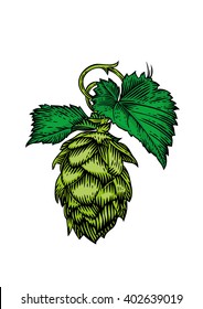 Drawing of fresh green cone and leaves of hops on the white