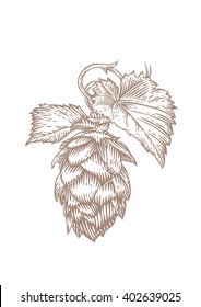 Drawing Of Fresh Green Cone And Leaves Of Hops On The White