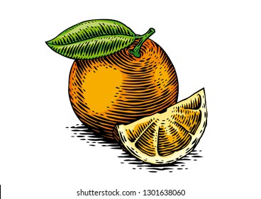 Drawing of fresh orange on the white background