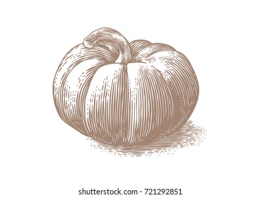Drawing of fresh orange pumpkin on the white