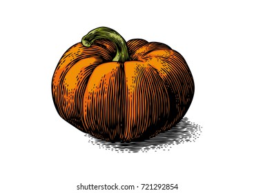 Drawing of fresh orange pumpkin on the white