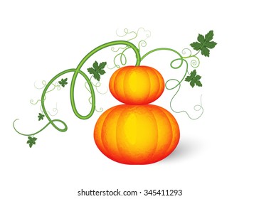 Drawing of fresh pumpkin isolated on white background.Vector vegetable illustration.