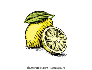 Drawing of fresh yellow lemon on the white background