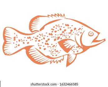 drawing of a freshwater fish