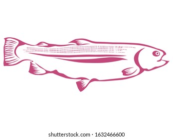 drawing of a freshwater fish