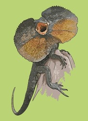 Drawing Frilled Neck Lizard,beautiful, Art.illustration, Vector