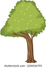 drawing of a fruitless green beautiful tree