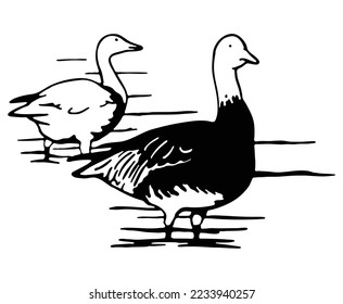 Dibujo de gansos de longitud completa parados en el agua. Esbozo vectorial Ilustración dibujada por la mano de aves acuáticas en blanco y negro