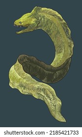 Dibujar moray gigante.peligroso, art.ilustración, vector