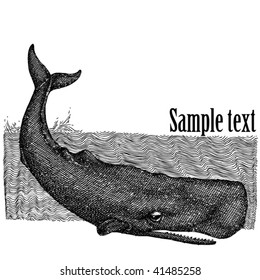 drawing of a giant sperm whale-book illustration