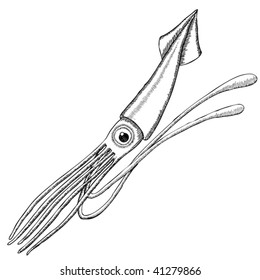 Drawing Of A Giant Squid