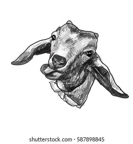 Drawing goat head sticking tongue out isolated on white background,vector illustration