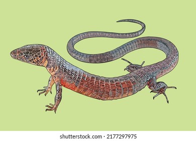 Lagartija de sombra de Gogonae, rara, exótica, artística.ilustración, vector