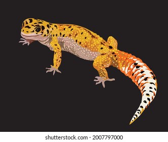 drawing golden leopard gecko, art.illustration, beautiful pet, vector