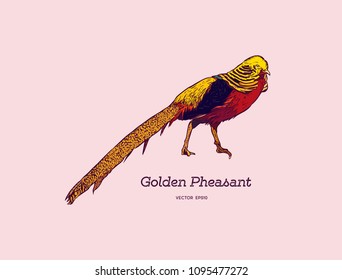 pheasant rooster wav